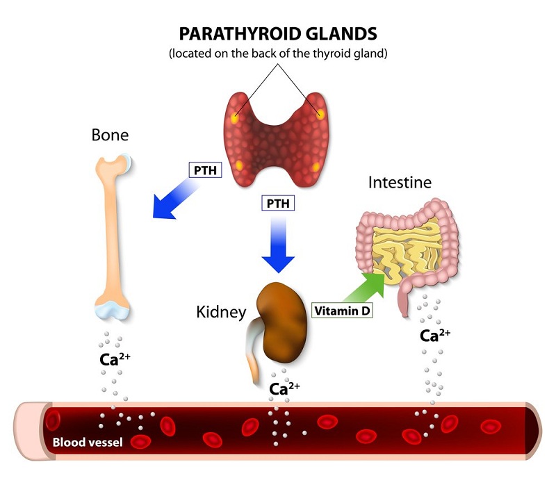 Parathyroid có ảnh hưởng đến nhiều cơ quan trong cơ thể